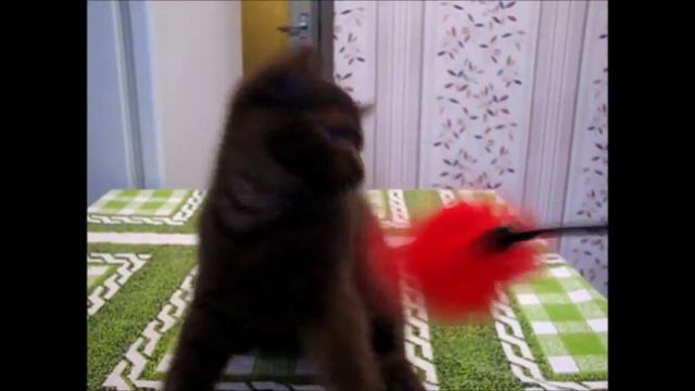 Шоколадный мальчик однотонного окраса. Британский котенок! смотреть онлайн