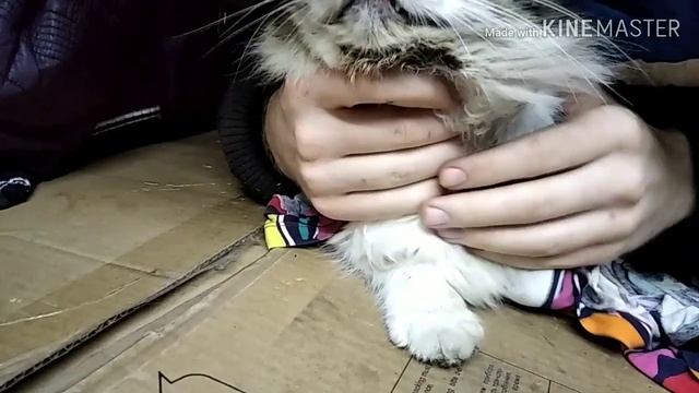 Как правильно лечить уши коту,если он не спокойный. Безопасный метод..для всех.? смотреть онлайн