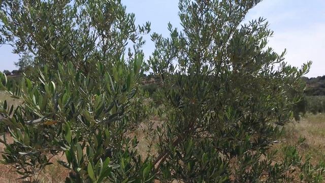 Оливки или Маслины - Халкидики - Дарья Элионис смотреть онлайн