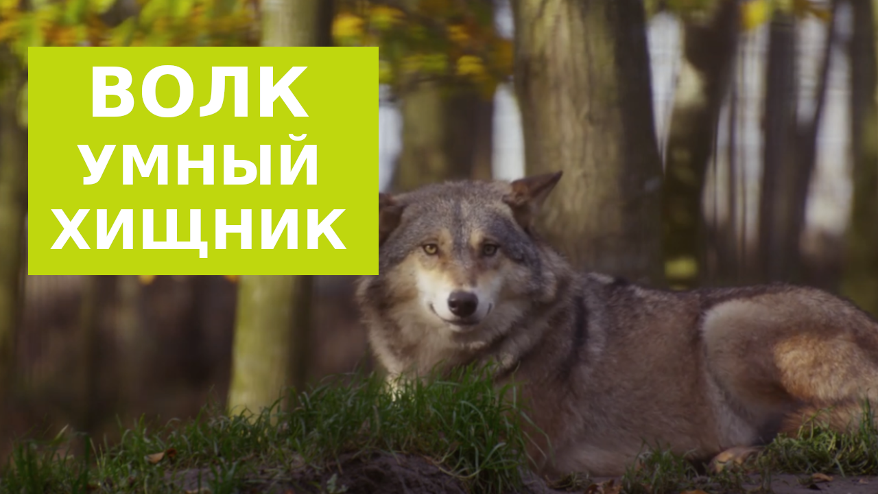 Волк - умный хищник смотреть онлайн
