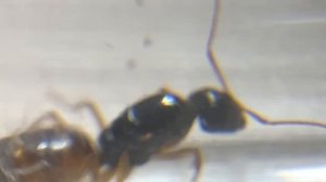 Колония с нуля! Кампонотус федченкои (Camponotus fedtschenkoi) Кампонотус Туркестанус.