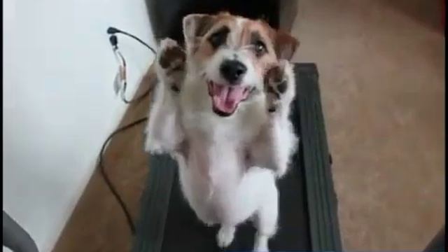 Собачий фитнес. Самая умная собака