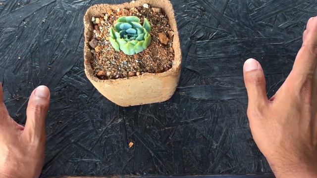 || SHORT UPDATE VIDEO ON THE ROOTING OF ECHEVERIA ELEGANS || SUCCULENT CARE TIPS || смотреть онлайн