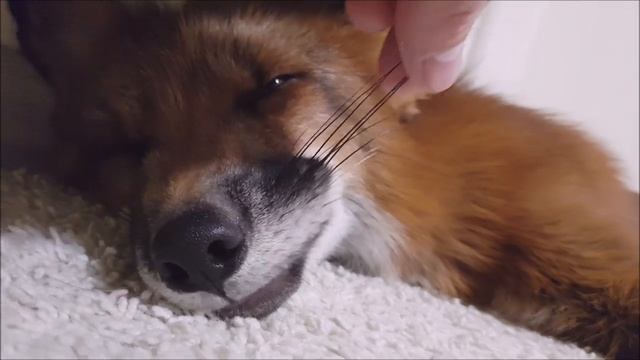 Как спит домашняя Лиса. ?! смотреть онлайн