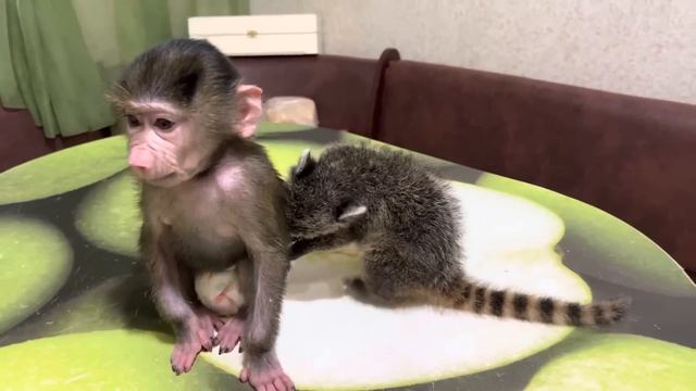 Кто хотел видеть КАК МЫ МОЕМ ГРЯЗНОГО НОСУШОНКА? У вас есть эта возможность))) смотреть онлайн