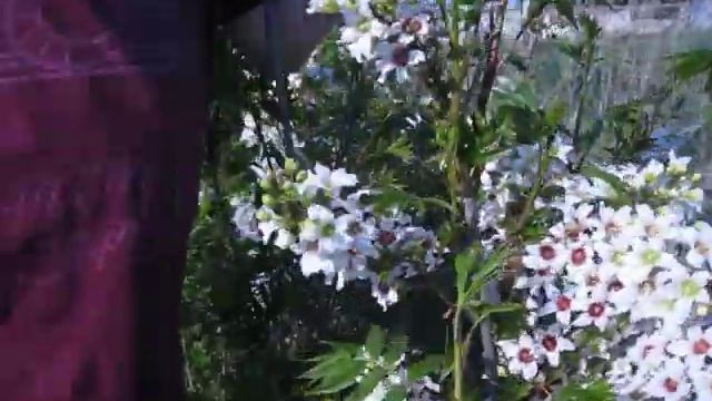 Чекалкин орех зацвёл в Крыму. смотреть онлайн