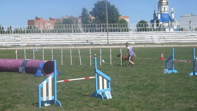 Аджилити на чемпионате "Юный кинолог" смотреть онлайн