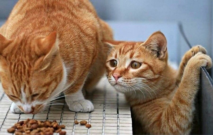 Новые Приколы с животными до слез 2022