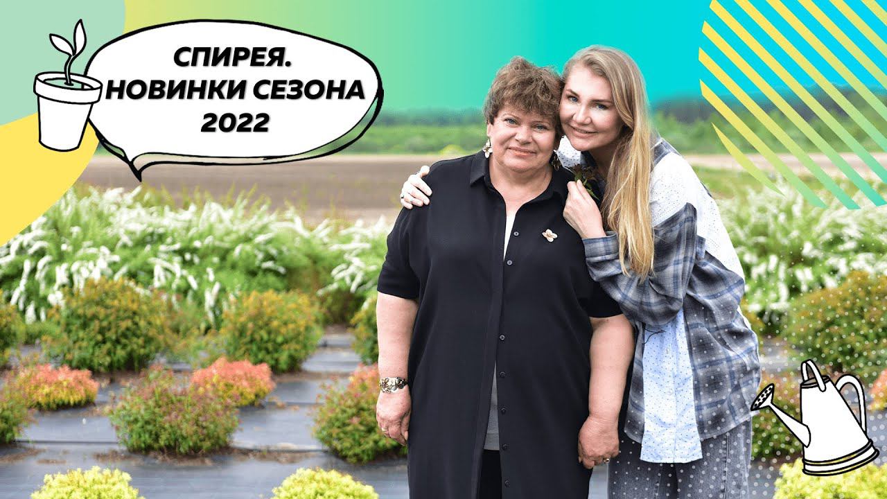 Спирея | Спирея японская | Спирея кустарник | Спирея описание и фото |@leskovo.pitomnik