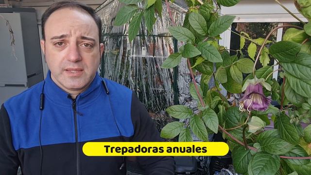 CLASIFICACIÓN de PLANTAS TREPADORAS. 🌳🧗🏻♂️ Elije la que MEJOR te convenga, para todos los GUSTOS. смотреть онлайн