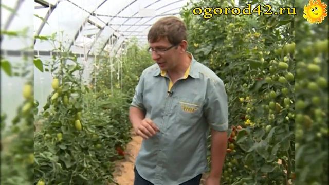 Описание и характеристика сортов томатов Ниагара, Каскад смотреть онлайн