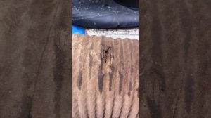 Сапунит Weichai на SHACMAN