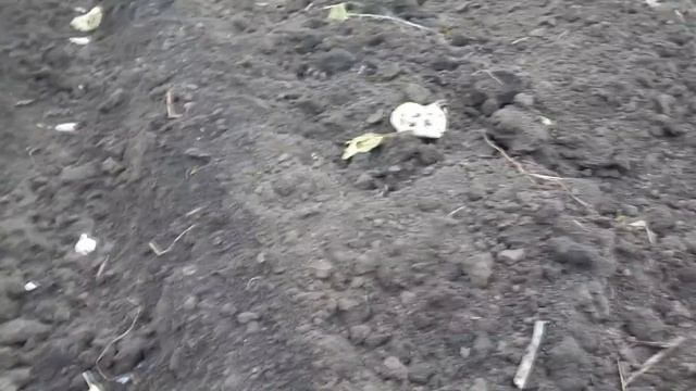 Посадка Чеснока. Как добиться супер урожая.