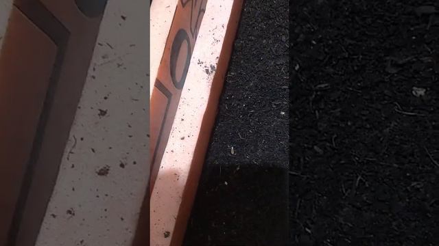 Совместный эксперимент, часть1. (разведение червя дендробена) смотреть онлайн