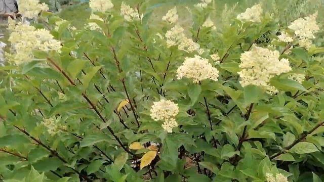 Гортензии и лилии смотреть онлайн