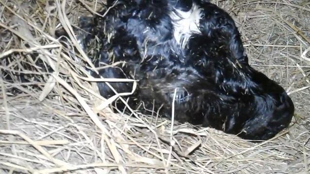 Получила Нежданчика!как я могла так-и на старуху бывает проруха! смотреть онлайн