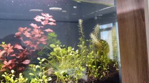 Умный аквариум Xiaomi Mijia Smart Fish Tank Black + CO2 первый опыт травника