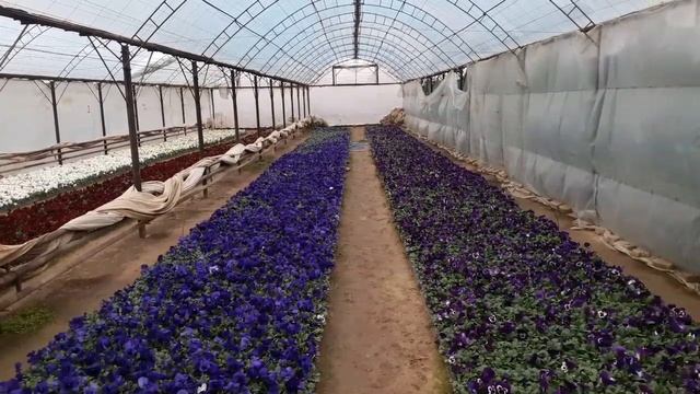 Сколько человек нужно чтобы выращивать миллион цветов в год?Сколько рабочих?Сложные работы? Зарплат смотреть онлайн