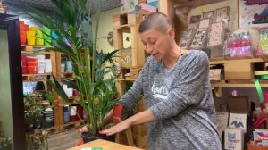 Ховея - роскошная пальма для дома и офиса. Что нужно знать о ховее, чтобы она радовала долгие годы.