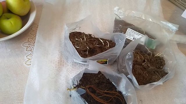 МНОГОЛЕТНИКИ ИЗ ПОДВОРЬЯ смотреть онлайн