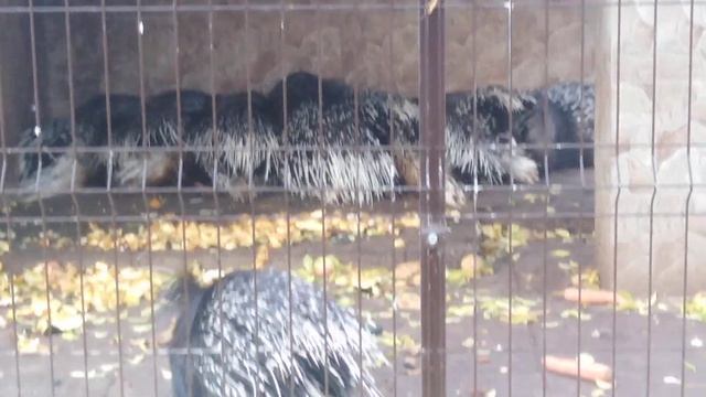 Индийские дикобразы. смотреть онлайн