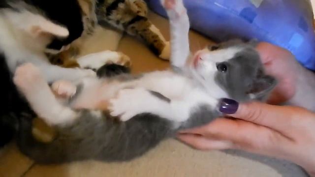 Котятам 3 недели | Мать Беркута с маленькими котятами Забавные котята - умилительное видео смотреть онлайн