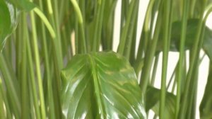 Эффективный И Безопасный ПОЛИВ СПАТИФИЛЛУМА. Мои цветы. Мой опыт.