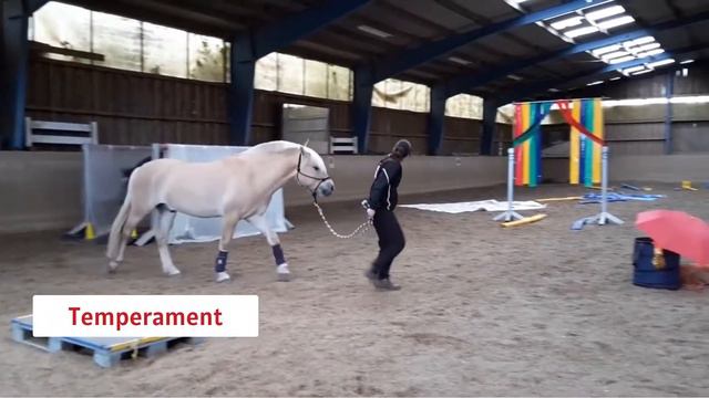 Fjord Horse  | Characteristics, Origin & Disciplines