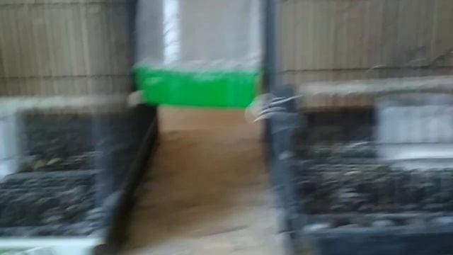 Горлица.| Разведение Египетских смеющихся горлиц смотреть онлайн