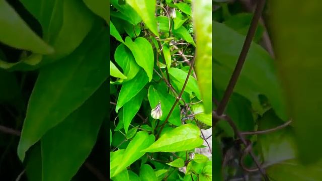 Difference in Multi Blue Clematis from 5/5/19 to 5/23/19 Same Vine in 2 weeks time. смотреть онлайн