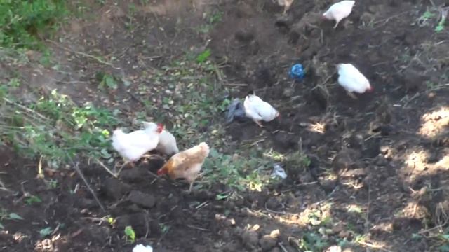 Колесников Никита. Не сразу привыкает к новому статусу своему – быть хозяином дома. 23. 08. 2016 смотреть онлайн