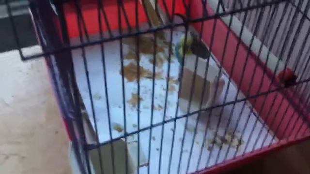 Тришка просит есть смотреть онлайн