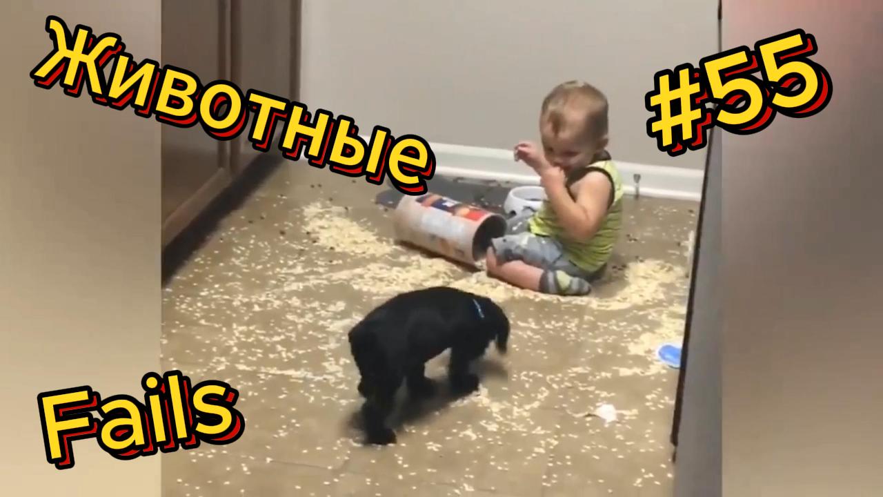 ДО СЛЁЗ ? подборка безумных кошек и собак | Смешные видео - Лучшие ПРИКОЛЫ 55 смотреть онлайн