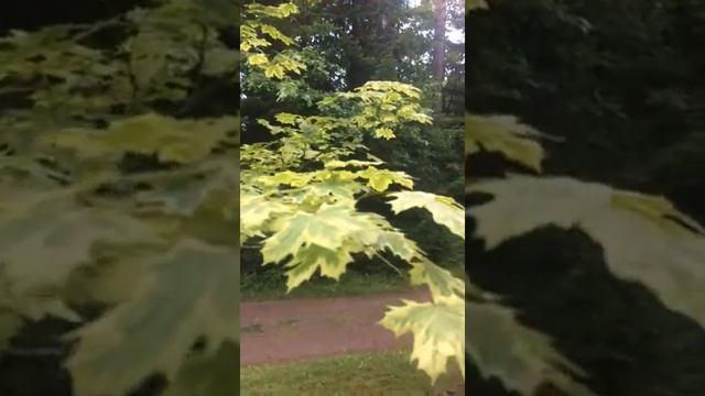 Клён "Друмонди" смотреть онлайн