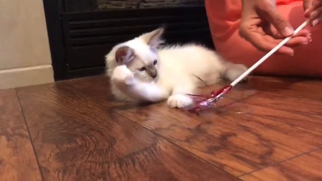 Ragdoll kitten - Котенок породы Рэгдолл (тряпичная кукла) смотреть онлайн