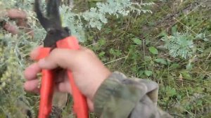 Сбор полыни горькой 31 июля 2013