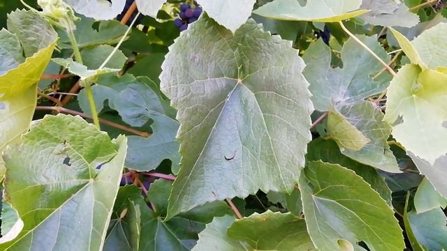 ОИДИУМ на листьях винограда. смотреть онлайн