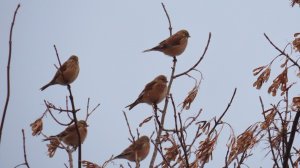 Это воробьи? Нет, это птички-коноплянки на дороге и ветках сидят