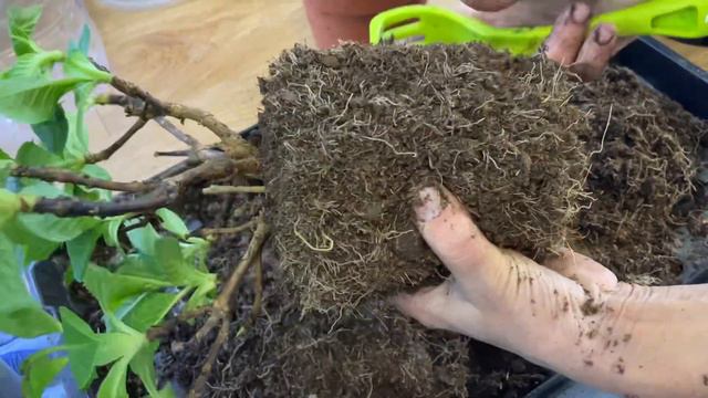 Перевалка крупнолистных гортензий из Европы смотреть онлайн