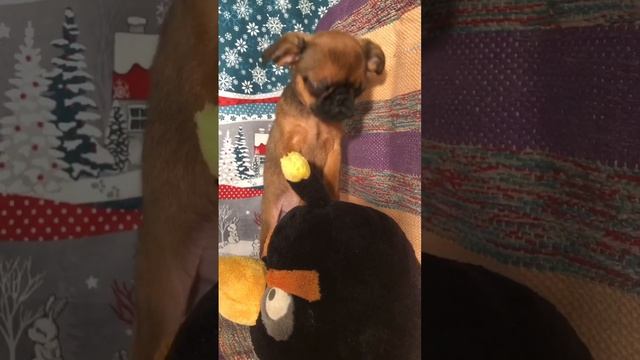 Порода собак пти-брабансон смотреть онлайн