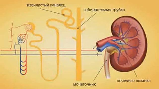 Мочевыделительная система,строение и значение почек смотреть онлайн