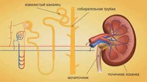 Мочевыделительная система,строение и значение почек