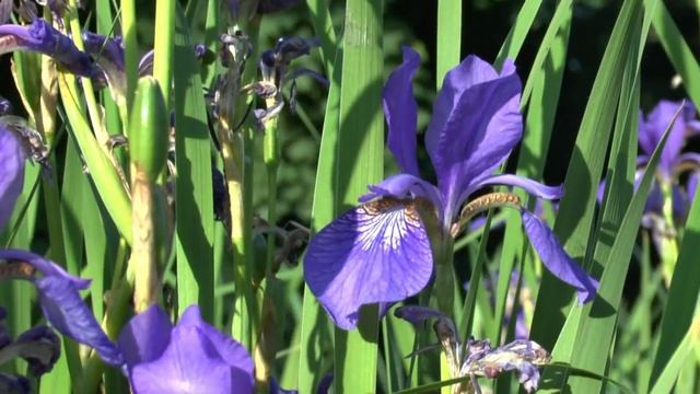 Ботанический сад им. Гришка Киев смотреть онлайн