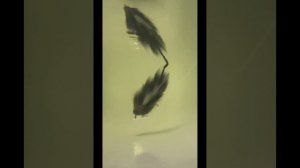 Бактейл на щуку своими руками.Результат превзошел ожидания !