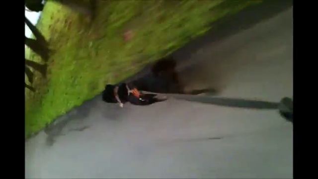 Мой Макс, метис лайки и питбуля. Катание на роликах смотреть онлайн