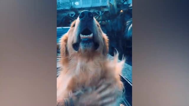 Самые смешные животные Приколы с котами и собаками 2022 - смешное видео, приколы, смотреть онлайн смотреть онлайн