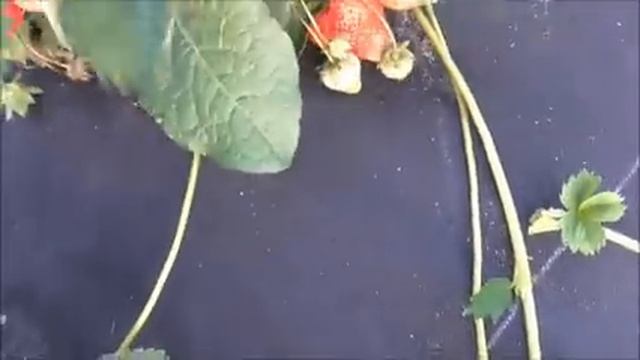 МАРИСОЛЬ, КРАПО-10, ВЕРИТИ, АПРИКА, ПРИМИ - обзор лучших сортов клубники. / 10.06.19. смотреть онлайн