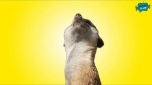 Африканские животные - Кто живет в Африке - развивающие мультики Монтессори для самых маленьких