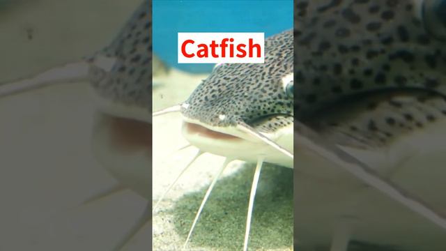 What things begin with the letter C? | Learn Words | Alphabet