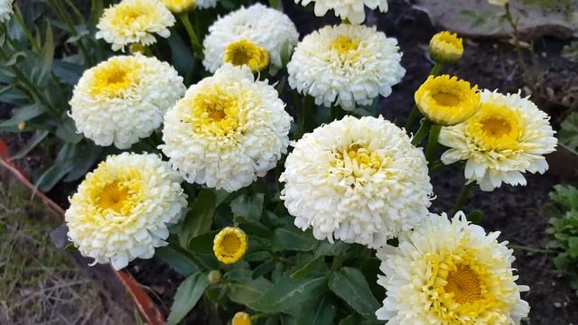 Ромашка  нивяник  Луна  Luna  .  Matricaria  .